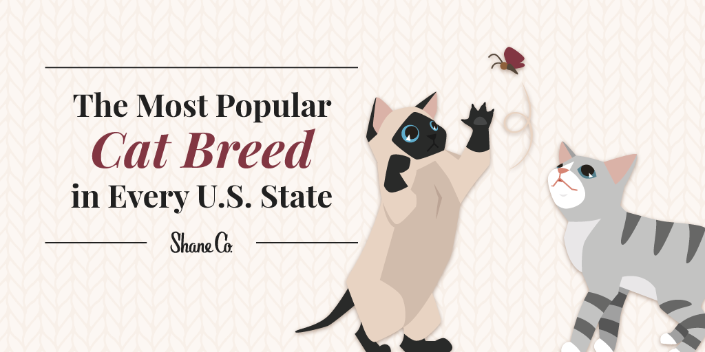 Cat Breeds: Top cat breeds with pictures and descriptions