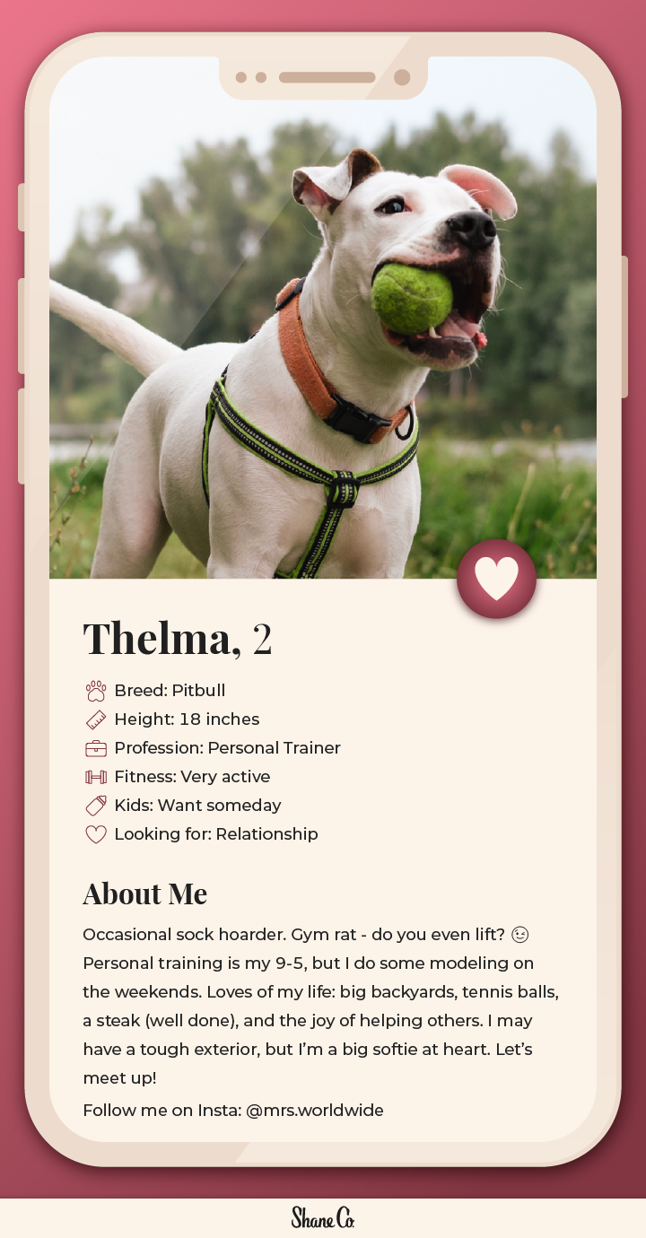 Fictional Dating Profiles Of Seven Dog Breeds The Loupe